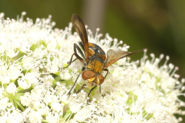 Skaliertes Bild Diptera, Syrphidae, Volucella_2020_07_28--10-48-33.jpg 