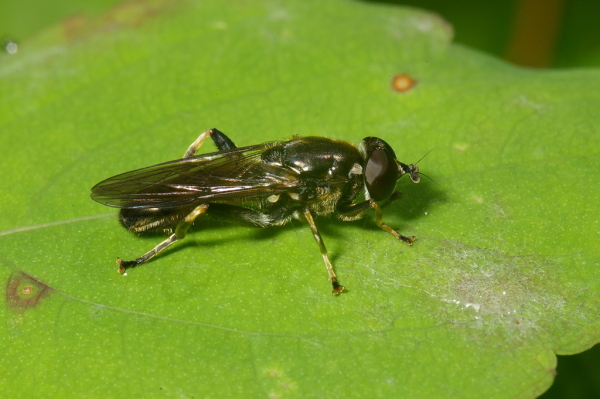 Skaliertes Bild Diptera, Syrphidae, Xylota sylvarum_2007_06_11--16-12-00.jpg 