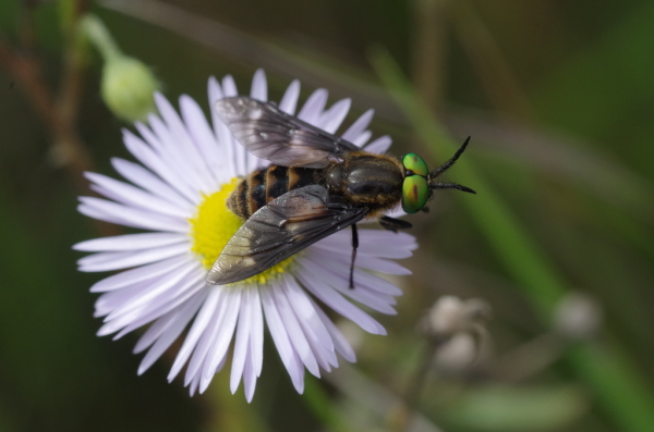 Skaliertes Bild Diptera, Tabanidae, Chrysops relictus, Goldaugenbremse_2014_08_30--14-13-33.jpg 