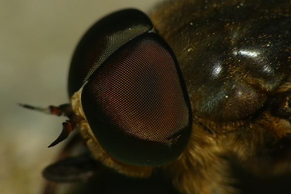 Skaliertes Bild Diptera, Tabanidae, Tabanus bovinus, Rinderbremse, Portraet_2022_05_30--08-27-14.jpg 