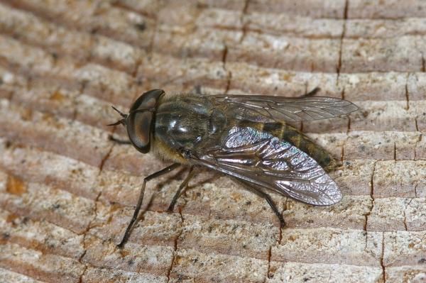 Skaliertes Bild Diptera, Tabanidae, Tabanus bromius_2006_06_17--10-42-58.jpg 