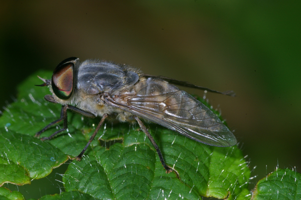Skaliertes Bild Diptera, Tabanidae, Tabanus bromius_2008_08_17--13-06-42.jpg 