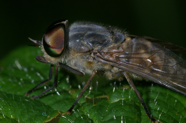 Skaliertes Bild Diptera, Tabanidae, Tabanus bromius_2008_08_17--13-07-15.jpg 