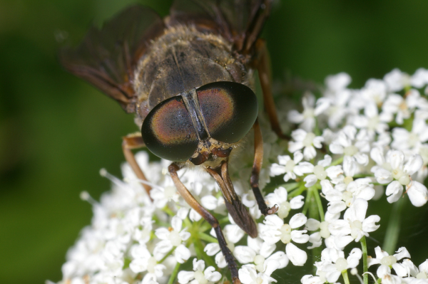 Skaliertes Bild Diptera, Tabanidae, Tabanus sudeticus, Bremse, Portraet_2005_07_03--13-07-32.jpg 