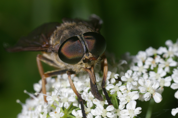 Skaliertes Bild Diptera, Tabanidae, Tabanus sudeticus, Bremse, Portraet_2005_07_03--13-07-34.jpg 