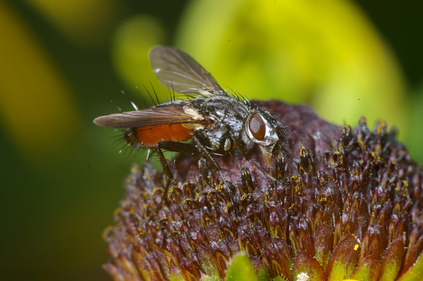 Skaliertes Bild Diptera, Tachinidae, Eriothrix rufomaculatus, Raupenfliege_2008_07_30--12-34-45.jpg 