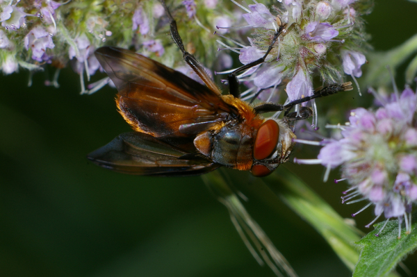 Skaliertes Bild Diptera, Tachinidae, Phasia hemiptera, Raupenfliege_2008_08_10--14-53-05.jpg 