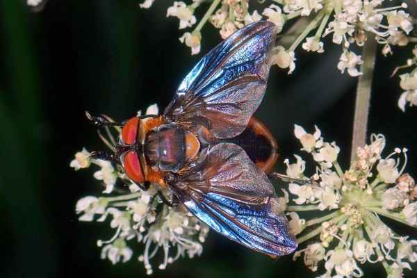 Skaliertes Bild Diptera, Tachinidae, Phasia hemiptera, Raupenfliege_2020_08_07--16-13-12.jpg 
