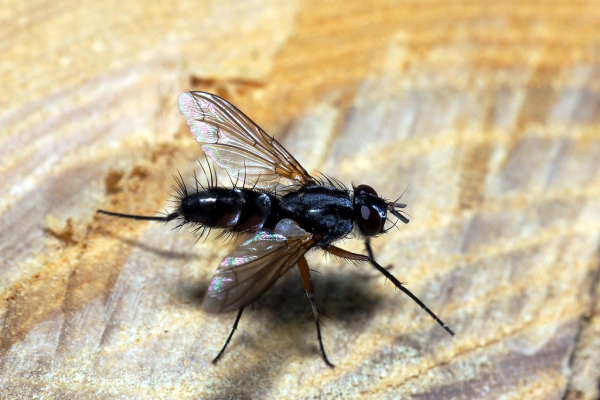 Skaliertes Bild Diptera, Tachinidae,_2018_05_29--12-30-16.jpg 