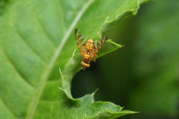 Skaliertes Bild Diptera, Tephritidae, Carpomya_2018_07_06--09-47-14.jpg 