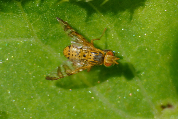 Skaliertes Bild Diptera, Tephritidae, Carpomya_2020_07_12--11-02-05.jpg 