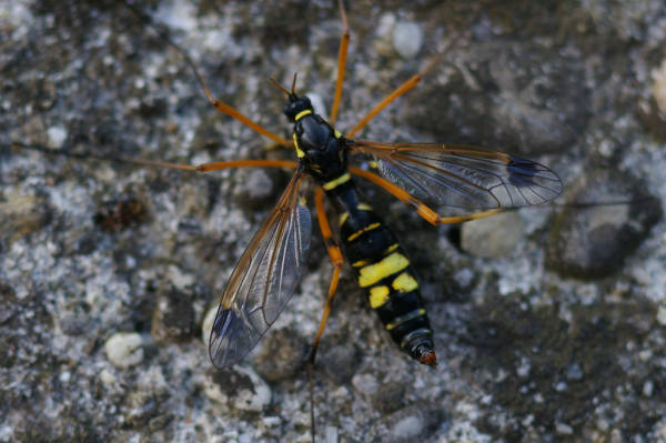 Skaliertes Bild Diptera, Tipulidae, Flabellifera ornata, Weibchen_2005_05_25--17-59-56.jpg 