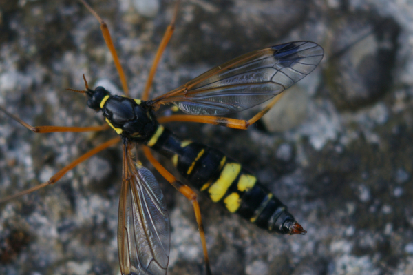 Skaliertes Bild Diptera, Tipulidae, Flabellifera ornata, Weibchen_2005_05_25--18-01-32.jpg 