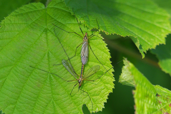 Skaliertes Bild Diptera, Tipulidae, Nephrotoma, Paarung_2019_06_01--10-06-57.jpg 