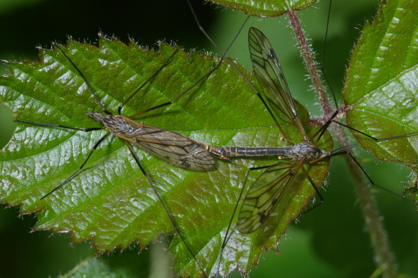 Skaliertes Bild Diptera, Tipulidae, Tipula hortorum, Paarung_2006_05_27--16-30-32.jpg 