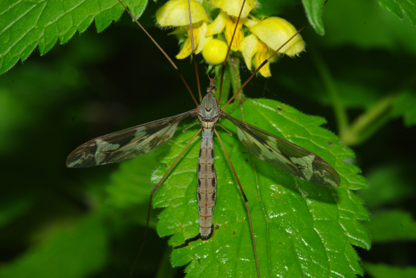 Skaliertes Bild Diptera, Tipulidae, Tipula maxima, Riesenschnake_2010_05_31--11-08-07.jpg 