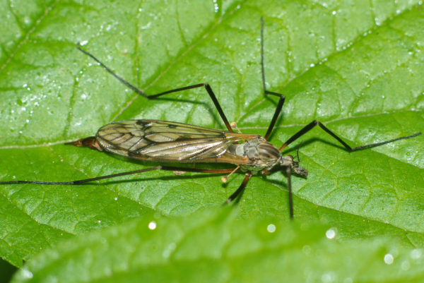 Skaliertes Bild Diptera, Tipulidae, Tipula paludosa_2009_05_20--07-04-30.jpg 