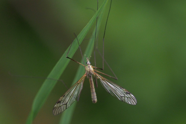 Skaliertes Bild Diptera, Tipulidae, Tipula_2019_05_16--11-37-24.jpg 