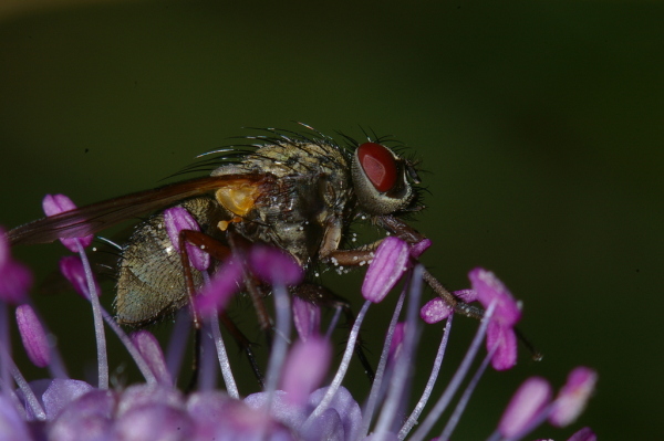 Skaliertes Bild Diptera,_2006_09_24--11-50-14.jpg 