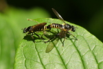 Vorschaubild Diptera, Asilidae, Choerades marginata, Gemeine Mordfliege, Paarung_2020_08_18--11-09-53.jpg 