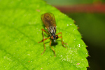 Vorschaubild Diptera, Asilidae, Dioctria linearis_2019_07_22--08-57-41.jpg 