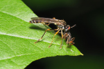 Vorschaubild Diptera, Asilidae, Dioctria_2018_06_11--08-32-34.jpg 