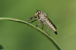 Vorschaubild Diptera, Asilidae, Tolmerus, Raubfliege_2018_06_27--09-23-42.jpg 