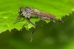 Vorschaubild Diptera, Asilidae,_2019_08_02--13-30-41.jpg 