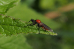 Vorschaubild Diptera, Bibionidae, Bibio hortulanus_2019_05_17--10-52-01.jpg 