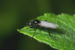 Vorschaubild Diptera, Bibionidae, Bibio_2005_05_28--08-58-41.jpg 