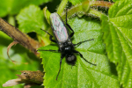 Vorschaubild Diptera, Bibionidae,_2019_05_07--13-19-23.jpg 