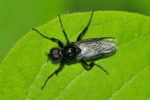 Vorschaubild Diptera, Bibionidae,_2019_05_07--13-21-09.jpg 