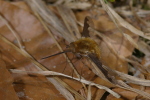 Vorschaubild Diptera, Bombyliidae, Bombylius major, Grosser Wollschweber_2006_04_22--10-17-16.jpg 