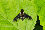 Vorschaubild Diptera, Bombyliidae, Exhyalanthrax, Schweber_2019_07_19--10-33-05.jpg 