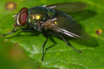 Vorschaubild Diptera, Calliphoridae, Lucilia, Goldfliege_2005_09_01--17-15-27.jpg 