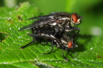 Vorschaubild Diptera, Calliphoridae,_2014_05_16--13-51-21.jpg 