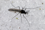 Vorschaubild Diptera, Chironomidae,_2008_03_08--14-14-32.jpg 