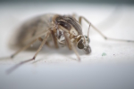 Vorschaubild Diptera, Chironomidae,_2014_07_07--11-56-38.jpg 
