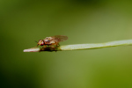 Vorschaubild Diptera, Chloropidae,_2018_03_26--13-12-36.jpg 