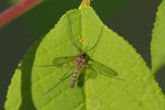 Vorschaubild Diptera, Ditomyiidae, Symmerus_2020_04_17--08-45-14.jpg 