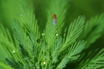 Vorschaubild Diptera, Drosophilae,_2014_05_14--09-26-22.jpg 