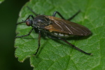 Vorschaubild Diptera, Empididae, Empis tesselata, Grosse Tanzfliege_2006_05_29--10-31-43.jpg 