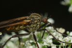 Vorschaubild Diptera, Empididae, Empis tesselata, Tanzfliege_2010_06_04--13-42-16.jpg 