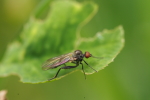 Vorschaubild Diptera, Hybotidae_2017_09_19--11-40-26.jpg 