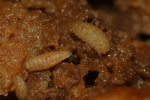 Vorschaubild Diptera, Larven an faulenden Pilzen_2020_10_05--09-20-10.jpg 