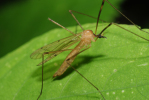 Vorschaubild Diptera, Limoniidae, Limonia phragmitidis_2009_06_21--11-13-12.jpg 