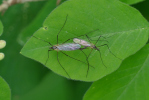 Vorschaubild Diptera, Limoniidae, Paarung_2020_05_01--10-10-46.jpg 