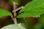 Vorschaubild Diptera, Limoniidae,_2019_09_30--15-36-36.jpg 