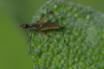 Vorschaubild Diptera, Micropezidae, Micropeza corrigiolata_2008_06_14--11-19-20.jpg 