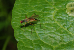 Vorschaubild Diptera, Micropezidae, Neria cibaria_2009_05_24--11-47-07.jpg 